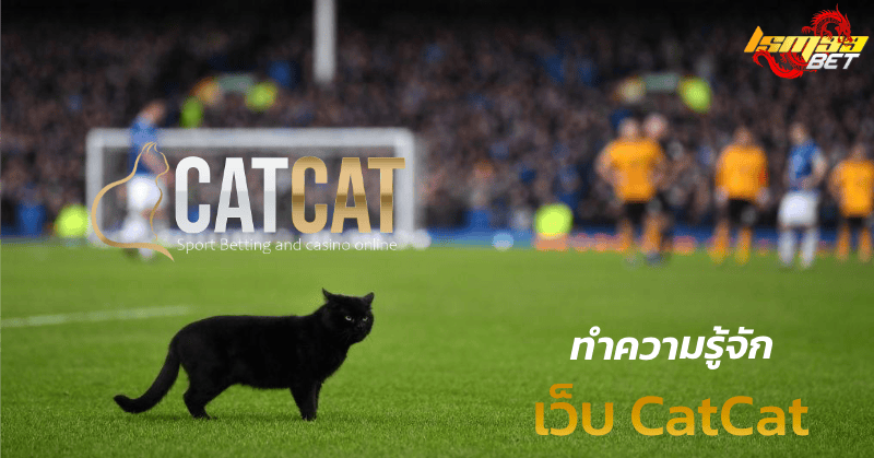 ทำความรู้จักเว็บ CatCat